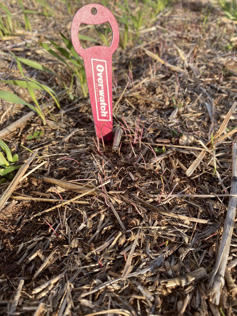 HughPalmer9's tweet photo. Cracking couple of days in SA EP/YP. Plenty of Overwatch jobs looking good on high pressure Ryegrass and bifora. A bit of shallow sown barley copping a hiding but coming through ok and some planet pulling away after early concerns. #seeingthedifference #canihaveaprizetoo? @FMCANZ https://t.co/8FRSYDrGdf