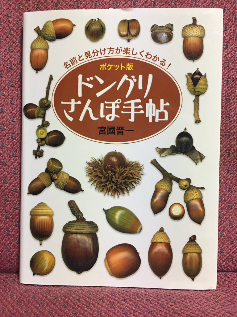 Kyoko على تويتر 大人がどんぐり拾ってるだけでおかしいのに さらにマニアックな拾い方になっちゃいますね わたしはね マテバシイは食べられないと思ってたんですが スダジイより味は劣るが食べられるらしいので マテバシイ狙い 食用はとしまえん産にはこだわら