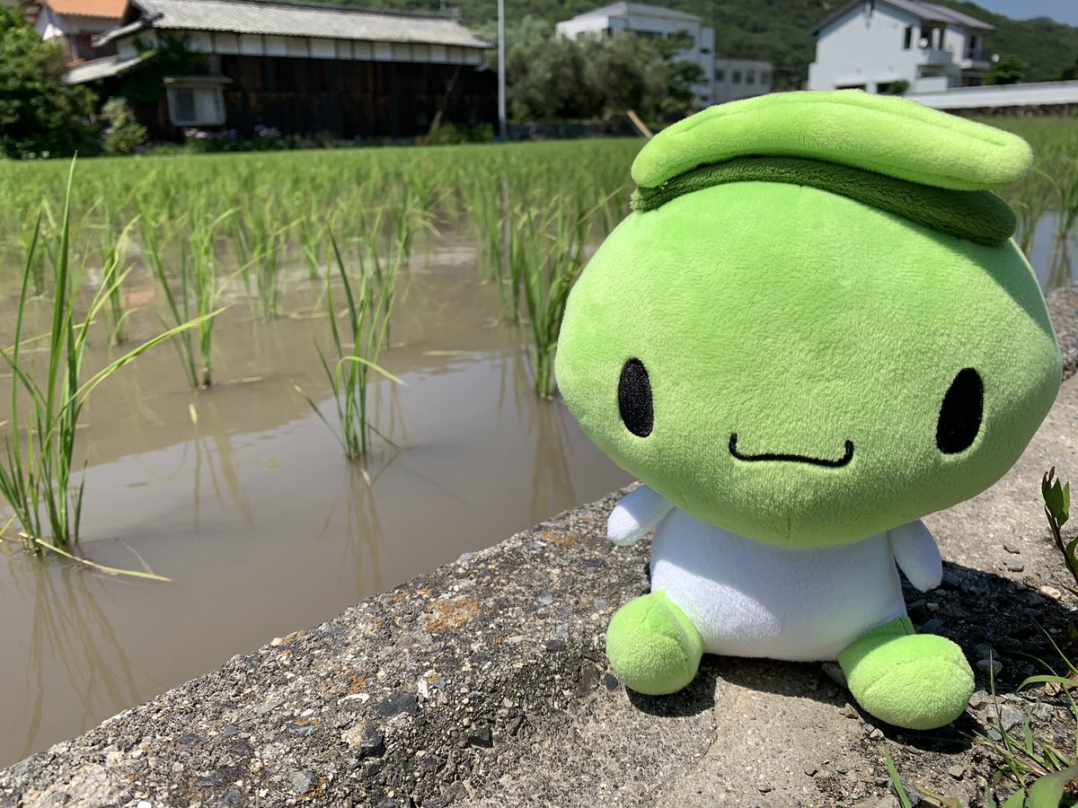 オリーブしまちゃん 香川県 小豆島 今日も小豆島は夏みたいだったねー 田んぼがとってもキレイだよ オリーブしまちゃん がんばろう小豆島 がんばってるよね小豆島