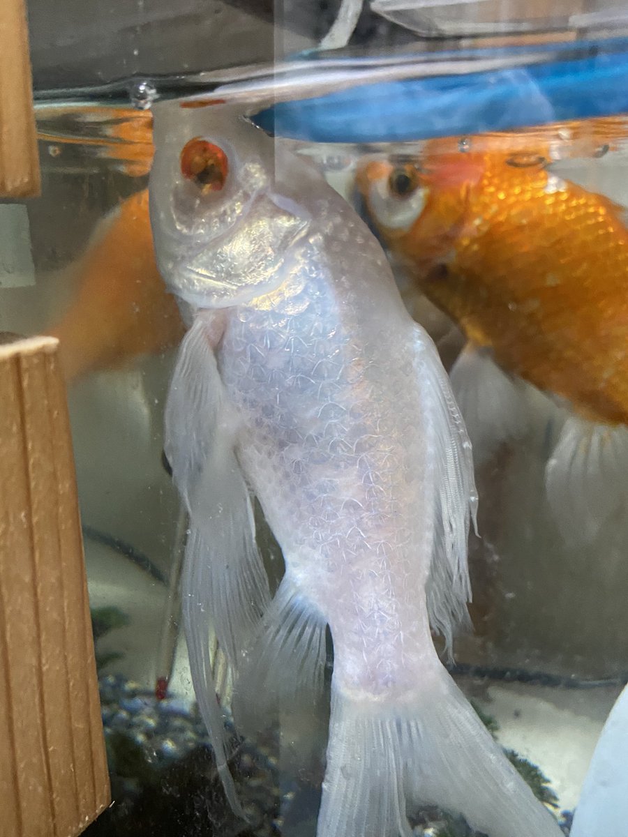 金魚 生き返る 金魚 生き返る