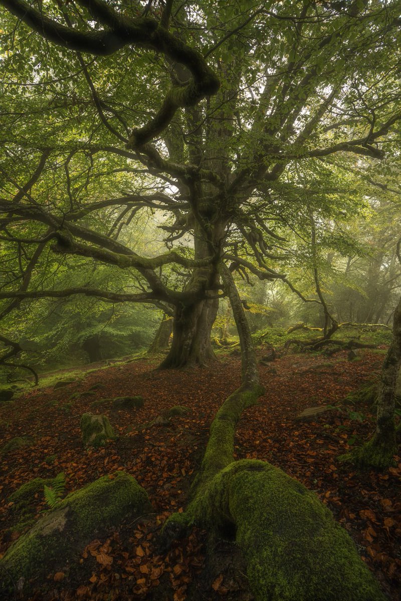 the magic of the woods 
@withFND 
#NFT #NFTCommunity #nftcollectors #NFTartists #NFTdrop
