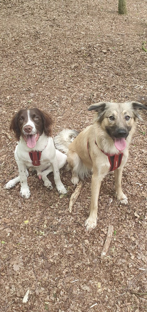 FDfleurtanner's tweet photo. These faces always brightens my day ❤❤ #callie #bertie #moorenaturereserve https://t.co/2DuSWgOue3