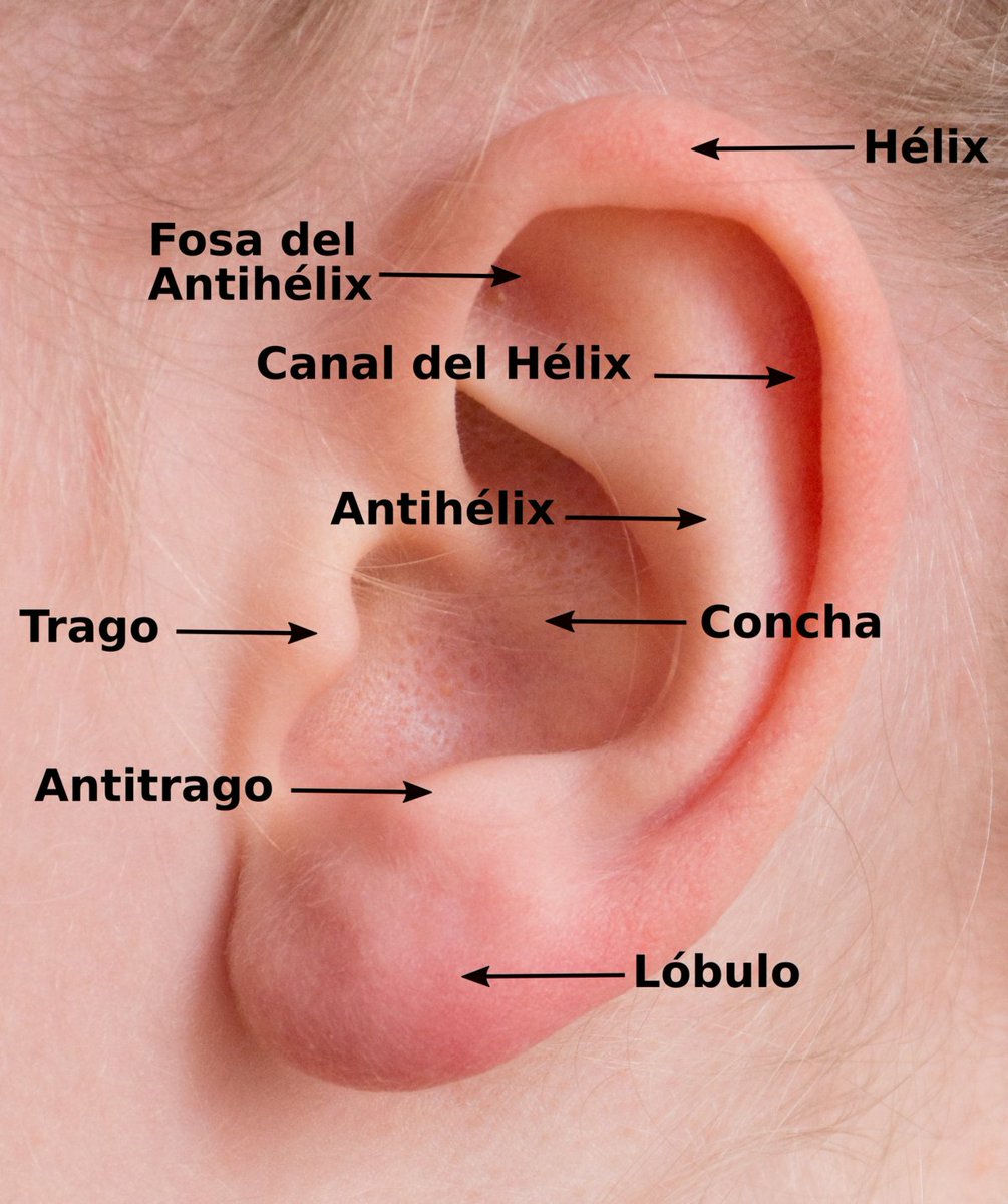 ¿Sabrías mencionar las partes que componen tu oreja?