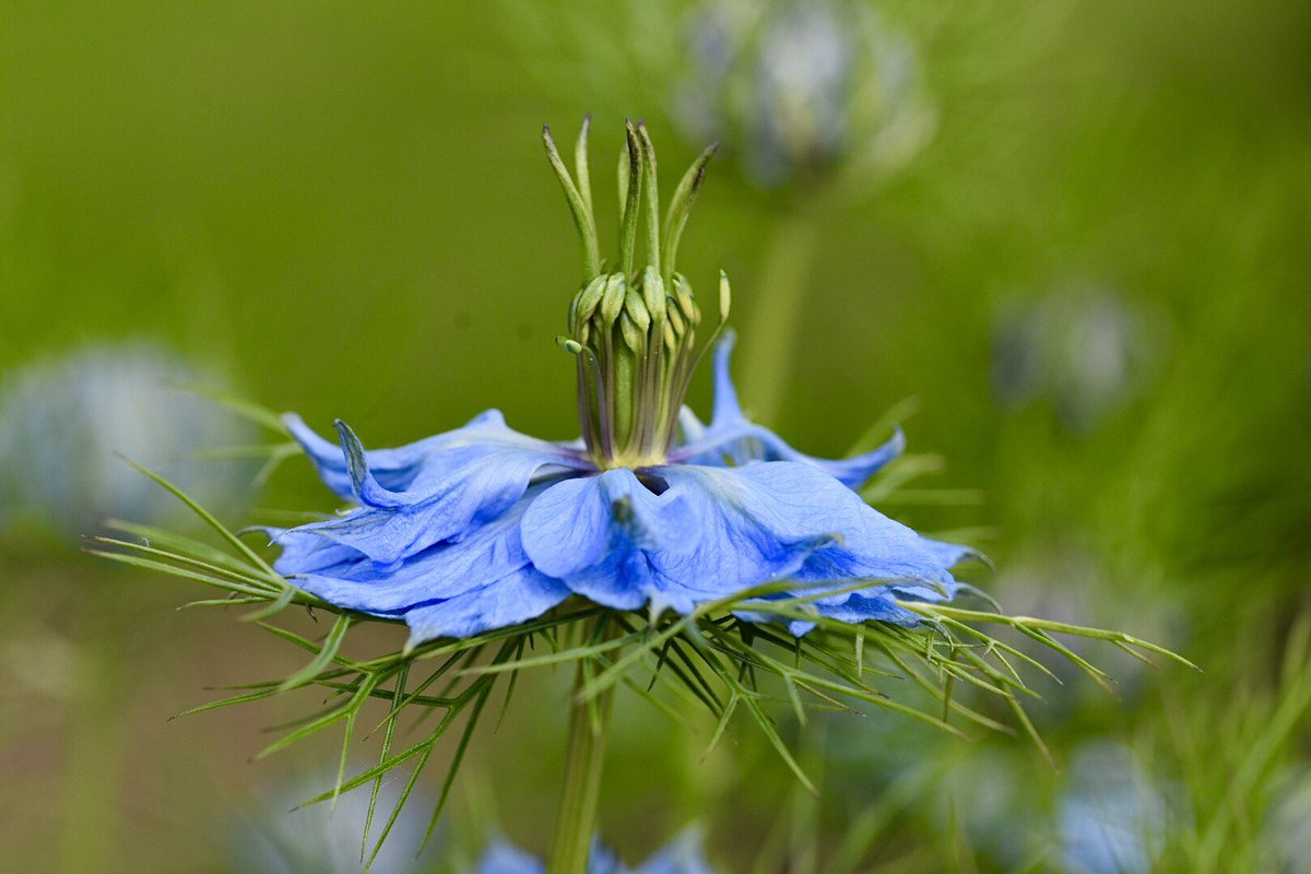 GriffiesMandy's tweet photo. Stunning Nigella Love in the Mist #gardening #flowers https://t.co/Z3sGMcjBCX
