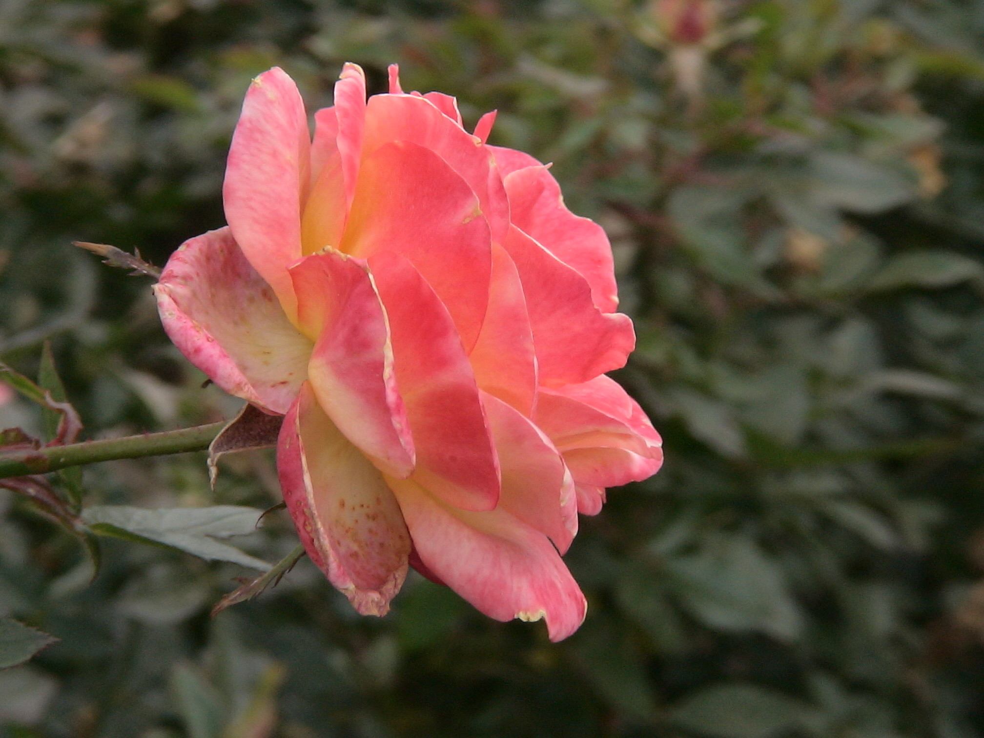 お花大好き 花色が変わっていくフロリバンダのカレイドスコープです 外側の花びらが茶色から赤紫色に変わっていきます ちなみにカレイドスコープは万華鏡のことですよね フロリバンダ シュラブローズ バラの花 薔薇の花 Floribunda Roseflower