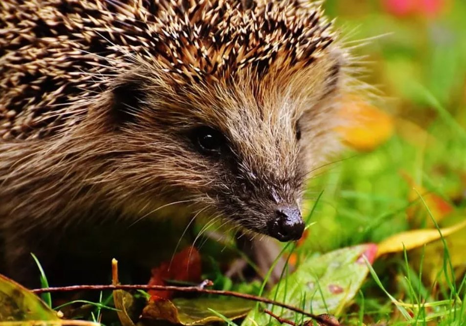Are you wondering what a hedgehog and a human have in common at the moment? As lockdown restrictions ease it feels like we are coming out of hibernation. Some of us will run out again, some will emerge cautiously, just like the hedgehogs. Read more here -
inspireignite.co.uk/top-tips-for-m…