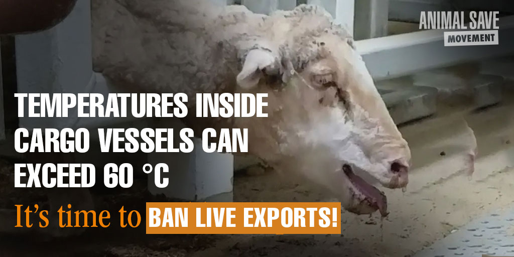 Temperatures can exceed 60 degrees Animals have their organs cooked alive - their body fat melts #BanLiveExports @EUAgri @EU_Health @AnnaCarenS @cem_oezdemir @FErikSmidt @BernardClerfayt