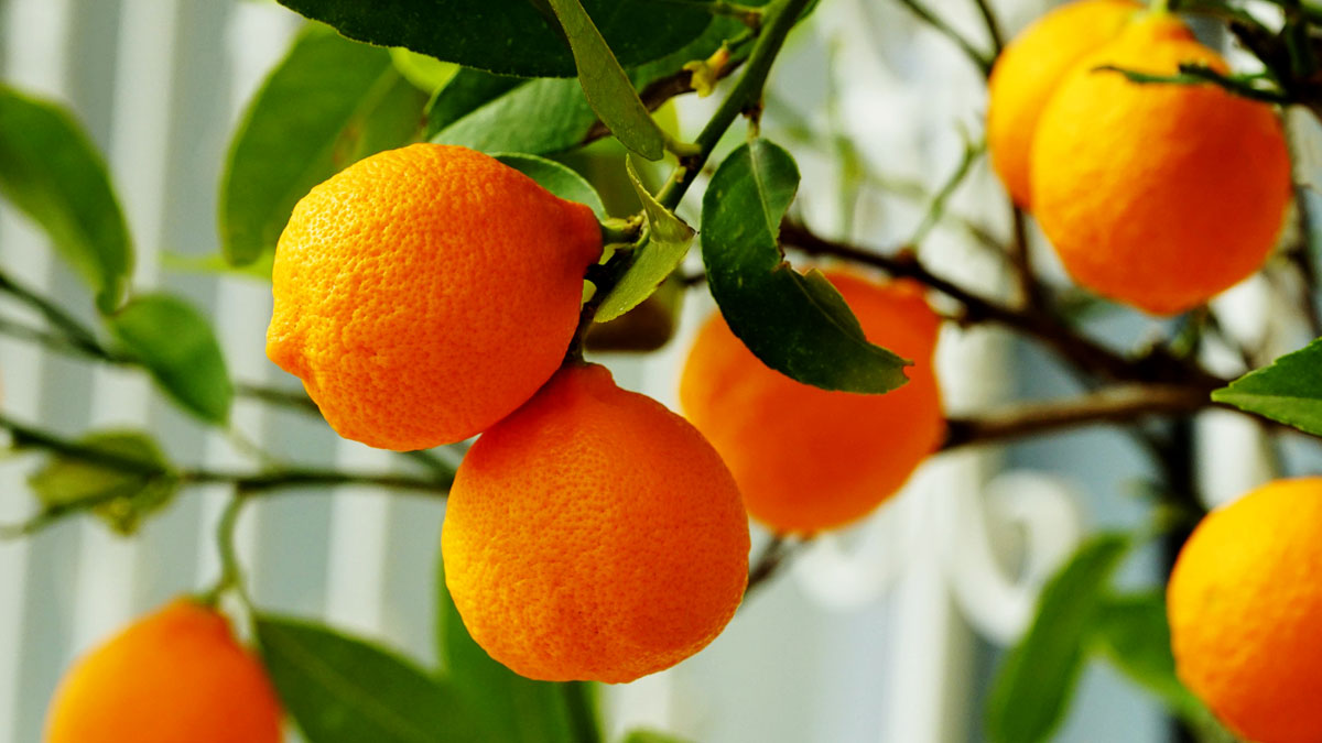 Jhortscib's tweet image. Pre-harvest #hexanal application improves #fruit firmness and marketable #yield of #orange (#Citrus sinensis) varieties grown in #Tanzania. @plantagguelph @tandfbiosci
To read this article in JHSB 96:3, visit: bit.ly/2IX2T57