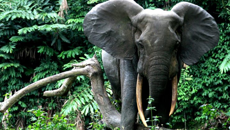 «слоны в индийских джунглях» ватагин. животные саванны и тропических лесов. лесной слон конго. тропические джунгли индии. африканский слон.