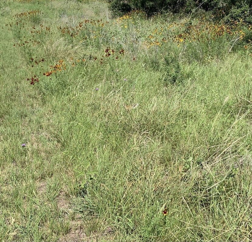 TPWDparks's tweet photo. I spy with my little eye…

Can you find the animal hiding? Take a screenshot, circle it and post below. 

#SanAngelo #TXStateParks https://t.co/QFFi0sCQqh
