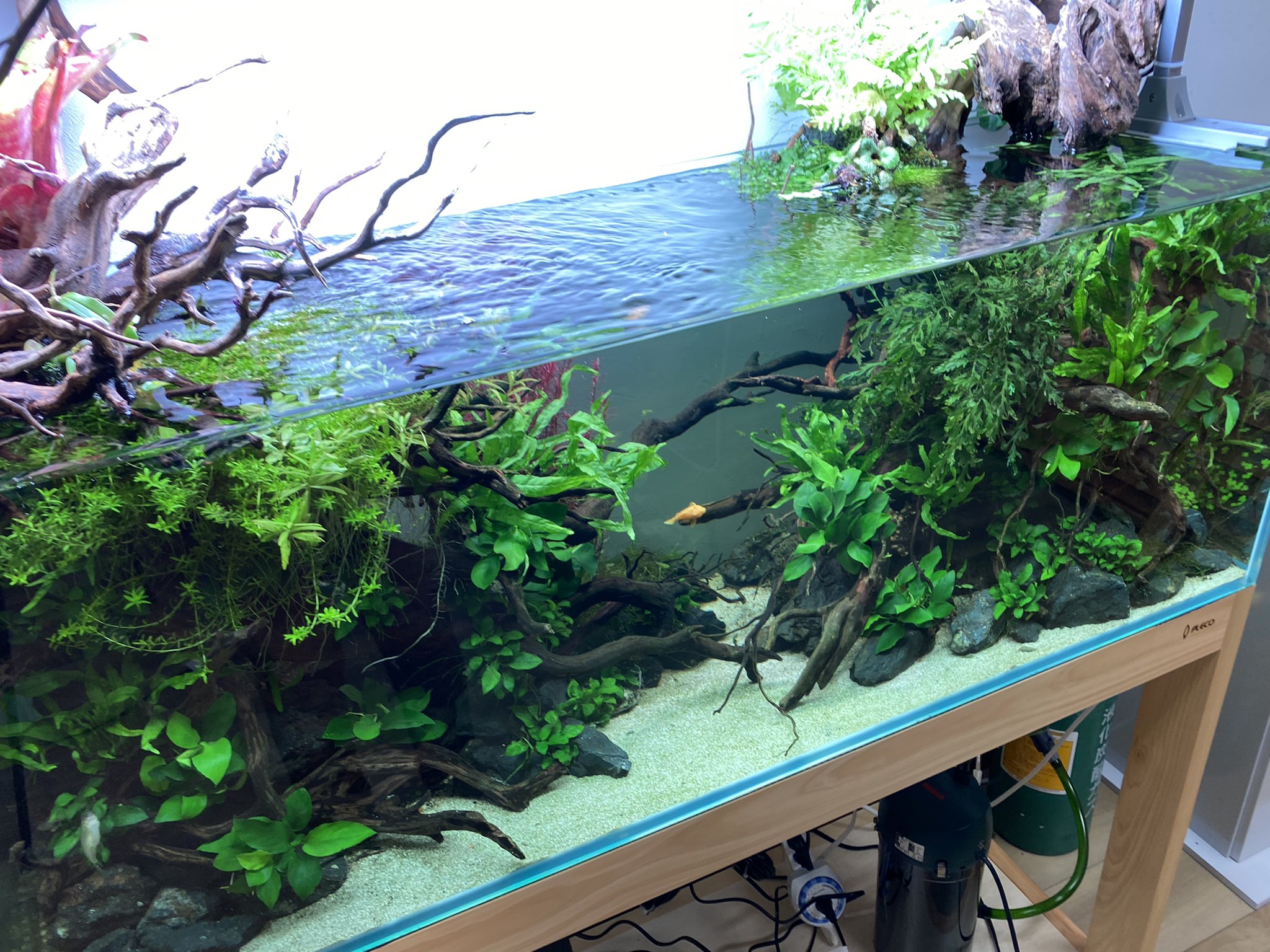 木下裕人 株 アクアレンタリウム代表取締役 アクアリウム大学運営 ノン加工 1センチ水槽コケ取り 水換え完了です ネイチャーアクアリウム 1センチ水槽 T Co Jkdspq8dxr Twitter