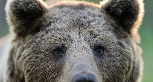 LPOFrance's tweet photo. 🗓️ Il y a 1 an l’ours #Gribouille était tué par balles en Ariège. Zéro condamnation ni réparation depuis 😡 #impunité

L’État s'était pourtant engagé à remplacer tout 🐻  disparu prématurément... @EmmanuelMacron @barbarapompili @b_abba 

Plus de détails ▶️ https://t.co/Utoec08Xg1 https://t.co/g6OQfvYiZX