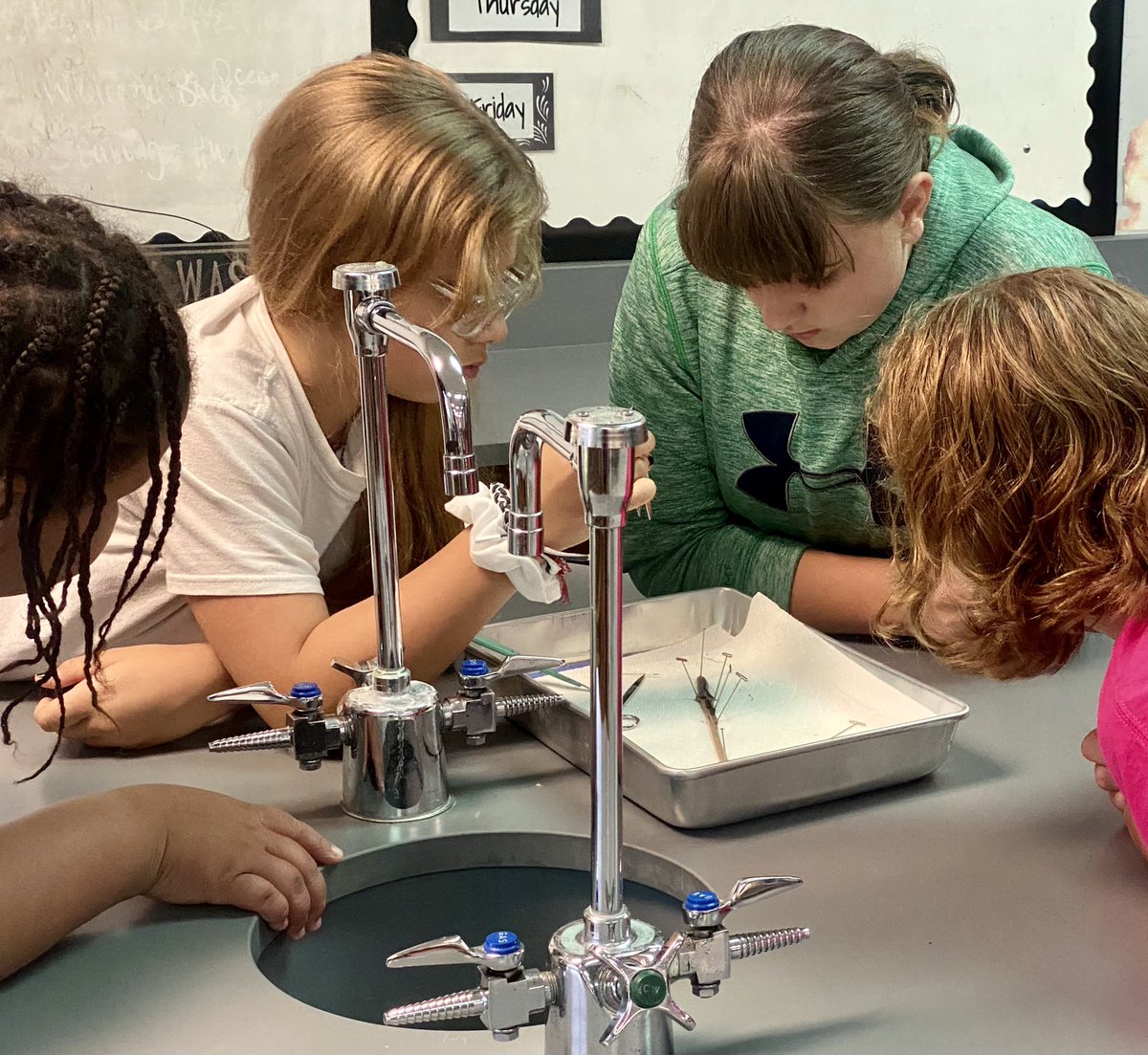 MrDanielWay's tweet photo. Learning about earth worms through dissection at our @KCS_District  Summer School STEM Experience at @KCS_Sevier for the   Summer School program with @sciencediva00 Earth worms help improve the soil in student built green houses. #EdibleEinsteins https://t.co/lsoSmUvbFc