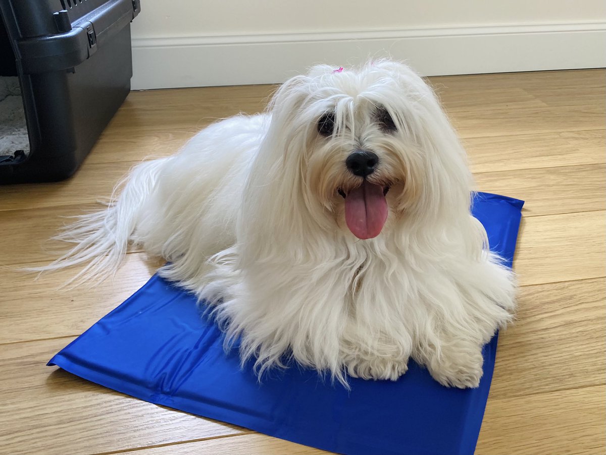 Last year they were sold out, so this year we got a #cooling mat early!   #dogsoftwitter #readyforsummer