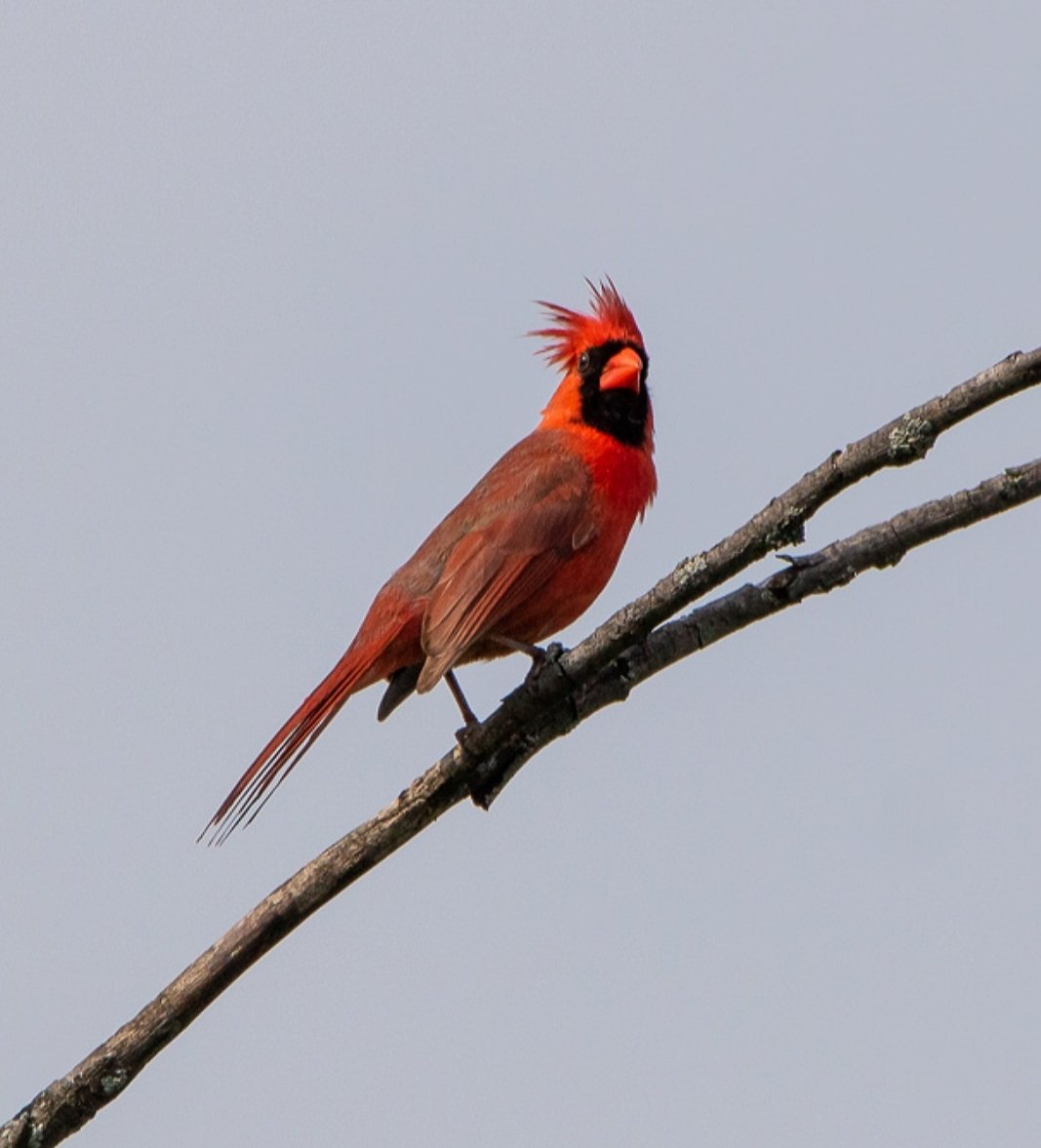 KFlanaganphotos's tweet photo. How's my hair? 🙂❤ #northerncardinal #birdphotography https://t.co/2UVnvZvNw5
