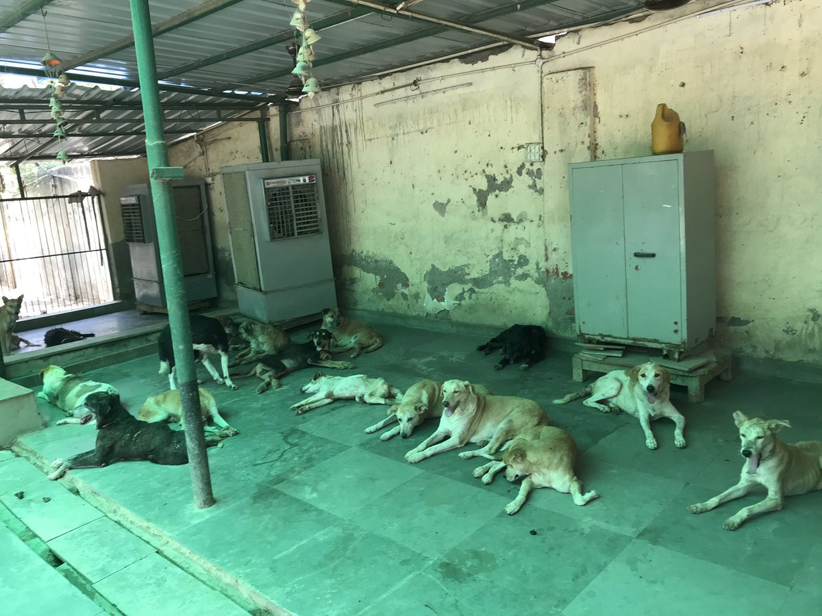 AHSN_Volunteers's tweet photo. #quoteoftheday #Juneheatwave
#SummerHeat
Our dogs sayeth: We are thankful for #fans, #coolers, and our lovely #donors 🙏 @CeoNoida @noida_authority https://t.co/dHWK1ub5FP