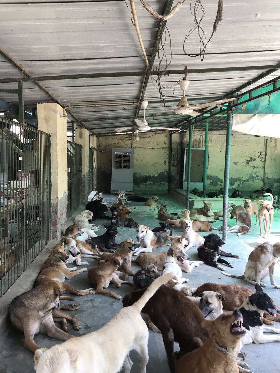 AHSN_Volunteers's tweet photo. #quoteoftheday #Juneheatwave
#SummerHeat
Our dogs sayeth: We are thankful for #fans, #coolers, and our lovely #donors 🙏 @CeoNoida @noida_authority https://t.co/dHWK1ub5FP