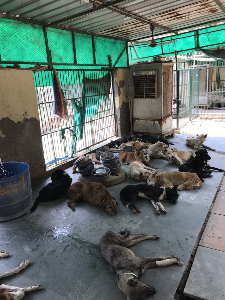 AHSN_Volunteers's tweet photo. #quoteoftheday #Juneheatwave
#SummerHeat
Our dogs sayeth: We are thankful for #fans, #coolers, and our lovely #donors 🙏 @CeoNoida @noida_authority https://t.co/dHWK1ub5FP