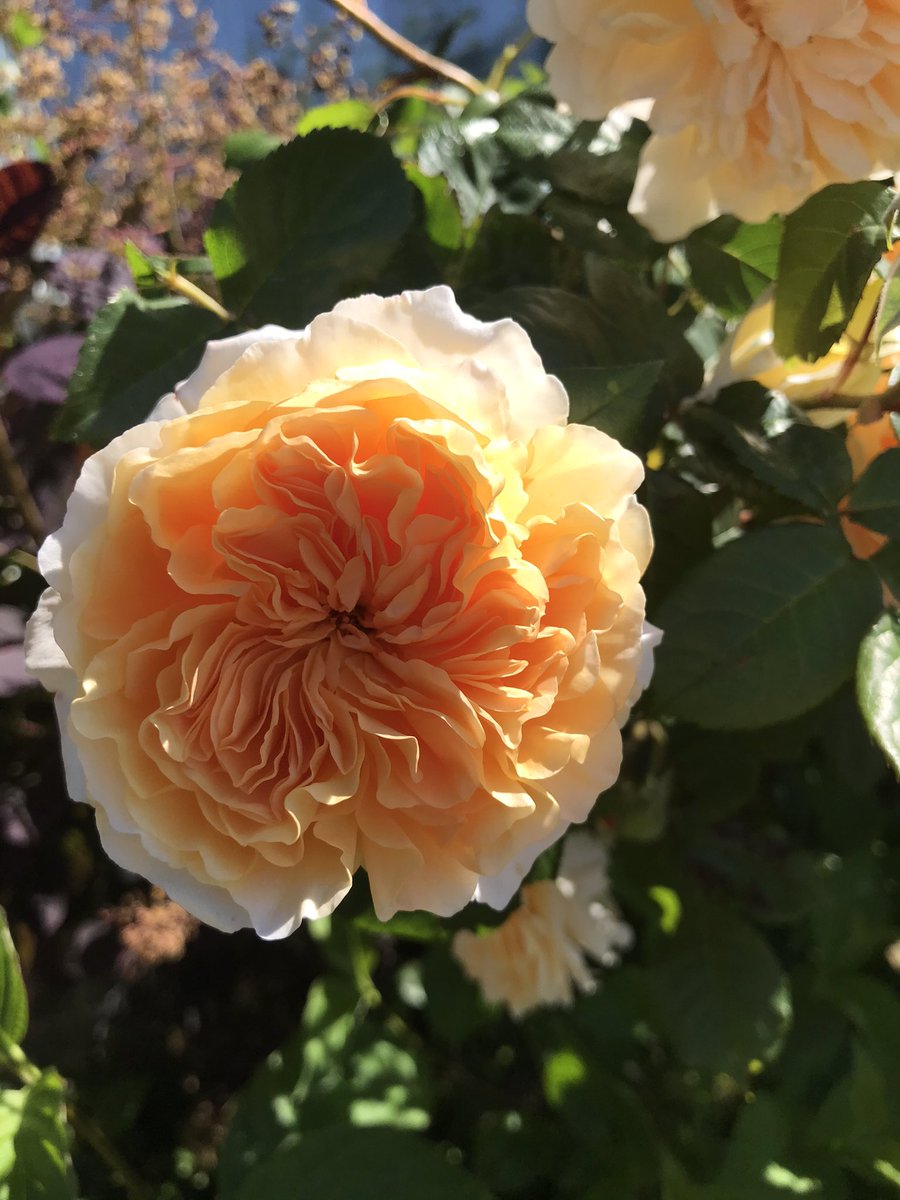 Roses in my garden are beautiful this year #rosegarden