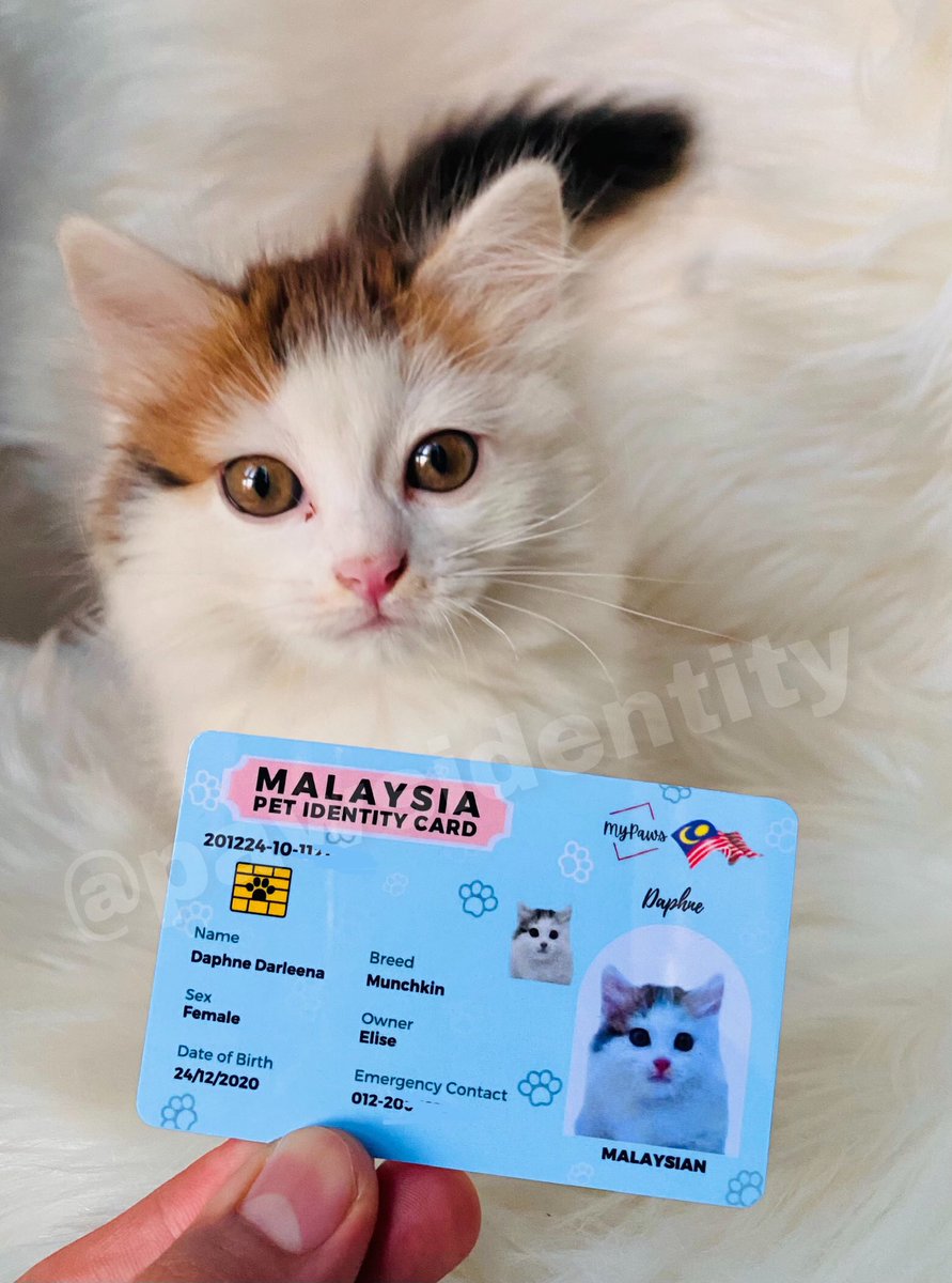KokoKeyadth's tweet photo. Hi! 😍 COMEL KAN IC SAYA MUMMY DADDY?! 🐾

Ada size kecik &amp; besar. Kecik tu boleh attach kat collar in case hilang ada info

Harga RM25-RM30 ✨

IG: https://t.co/BKJHMXeQj5
Twitter: @pawsidentity
Shopee: https://t.co/1HzrDCQRkC
Whatsapp📱 : https://t.co/h3dPKdoCQK https://t.co/D3yR2gB4wE