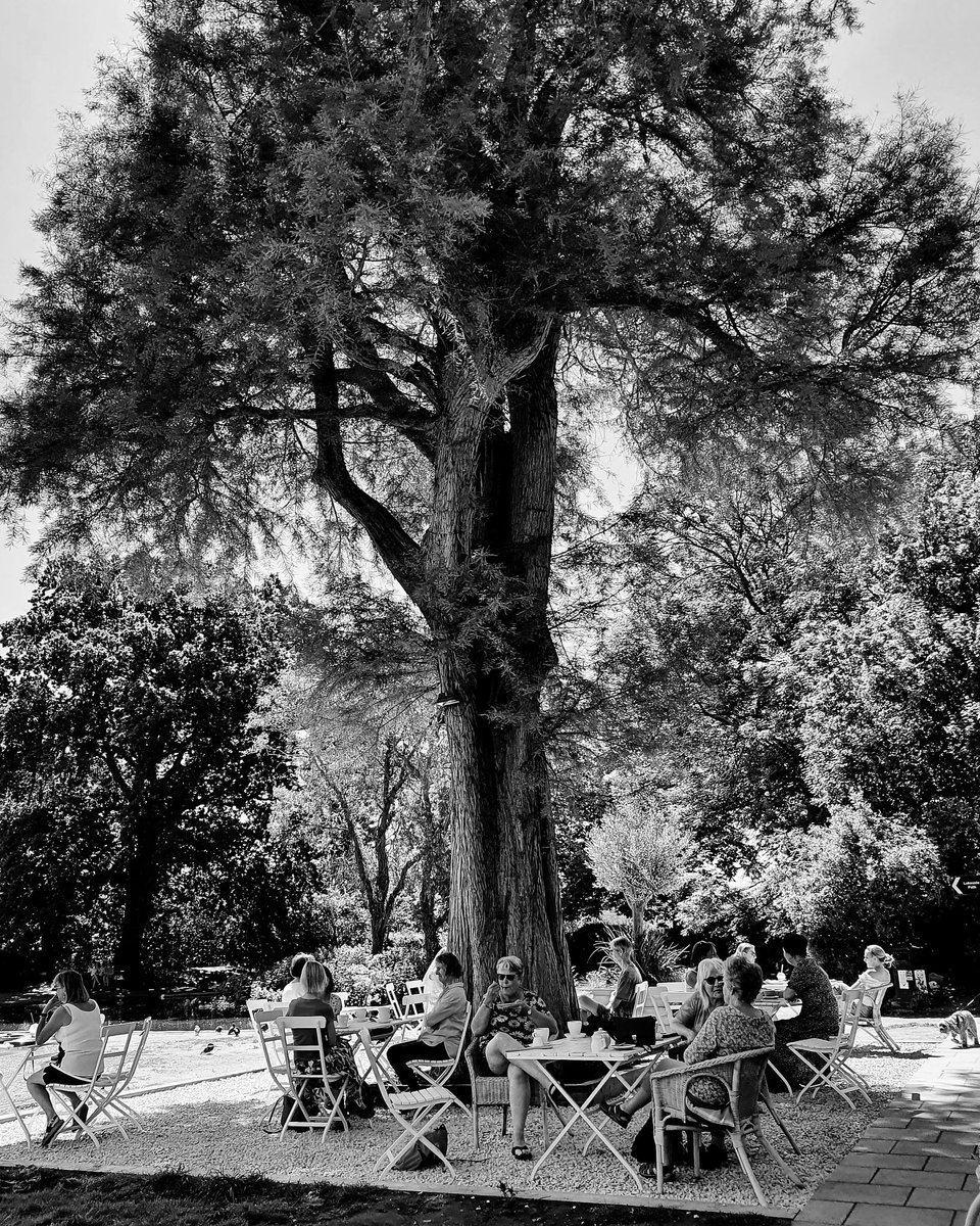 aqueenofcups's tweet photo. #England #London #witchessabbath in the #park under the #bigtree #wheresmymagicwand #coffee #Englishtea in the #parkcafe #blackcoffeelover #dontmindme #lovethemladies
#blackandwhitephotography #blackandwhitephoto #blackandwhite #bw #mono #instabw #photooftheday #thefotosideofher https://t.co/UkFKotew1C