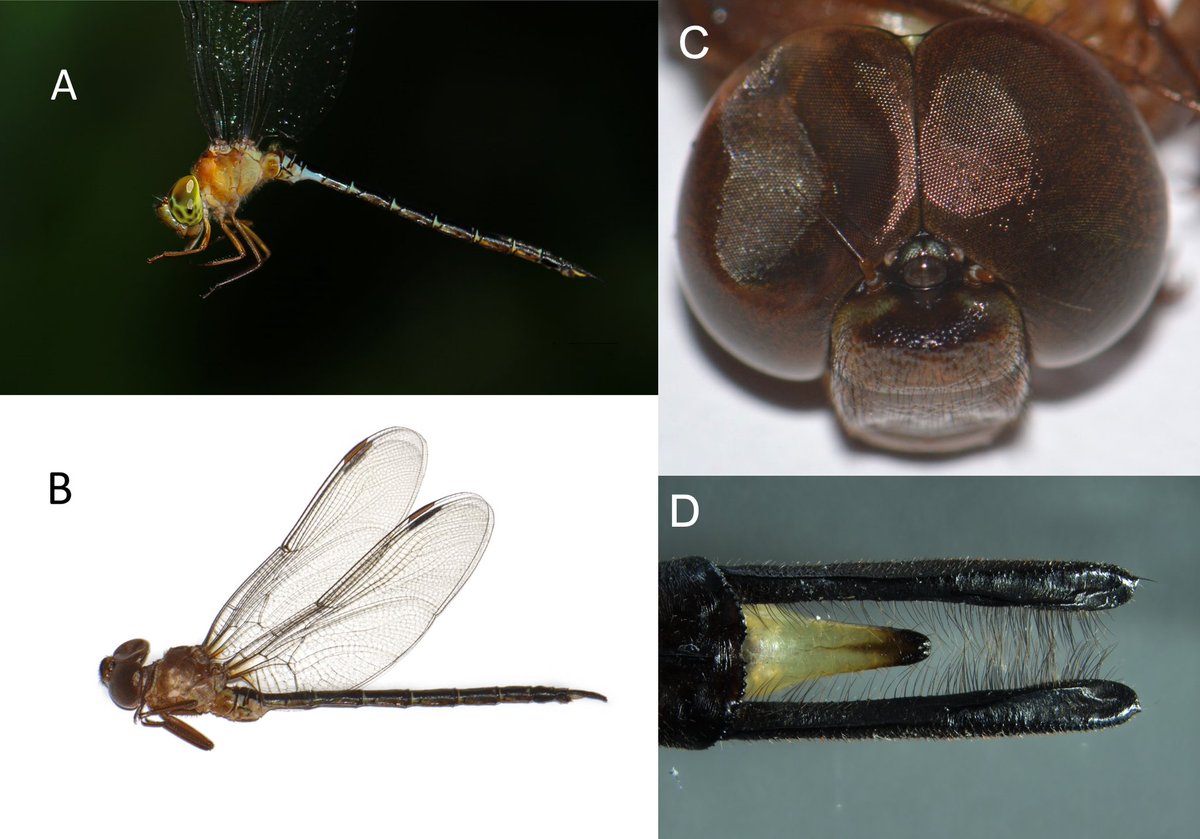 Kawsaar_Khan's tweet photo. Folks, I discovered a #newspecies and named it after the great Charlie Chaplin. I cannot imagine anything more exciting than introducing a beautiful #dragonfly to the world. https://t.co/khKiP80pr2