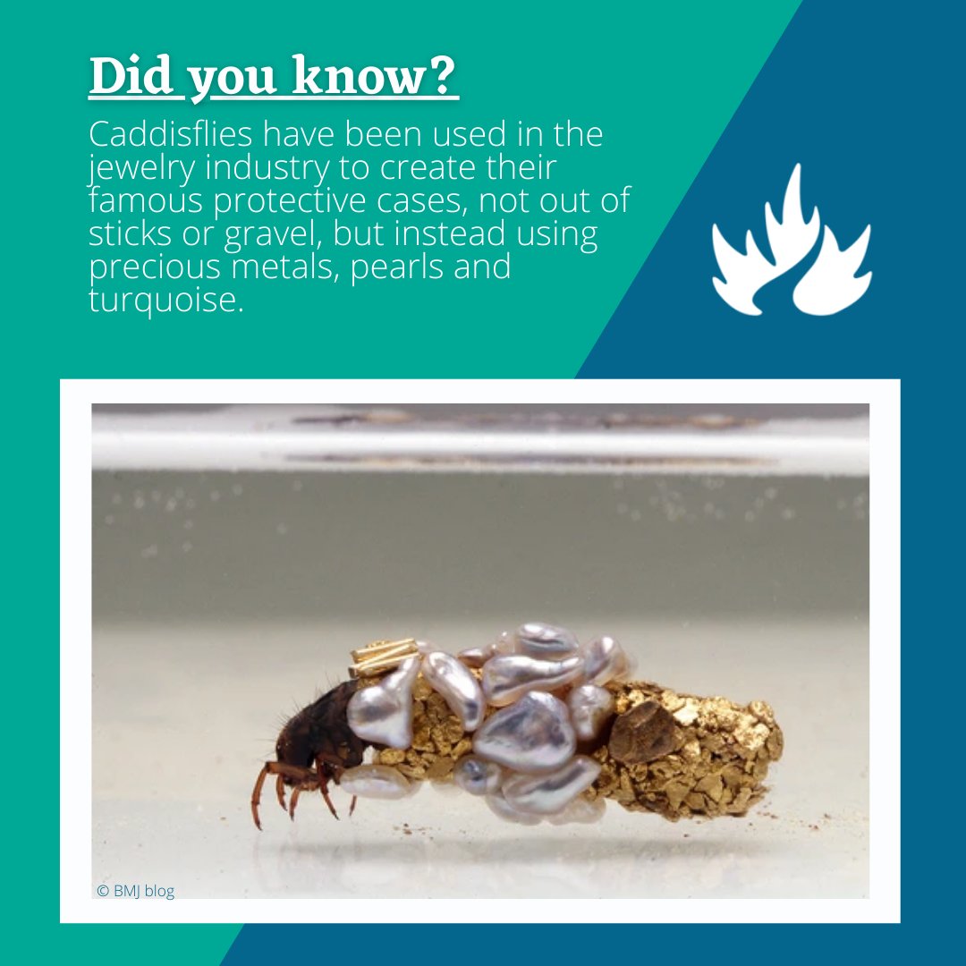 CRI_News's tweet photo. #WaterWednesday
Caddisflies spend most of their life as larvae in aquatic ecosystem like rivers and lakes. The larvae of many species use silk to form a protective case, which they often strengthen with rocks, twigs, sand, plant pieces or other debris.
#caddisflies #CRIresearch https://t.co/hauJFFatu3