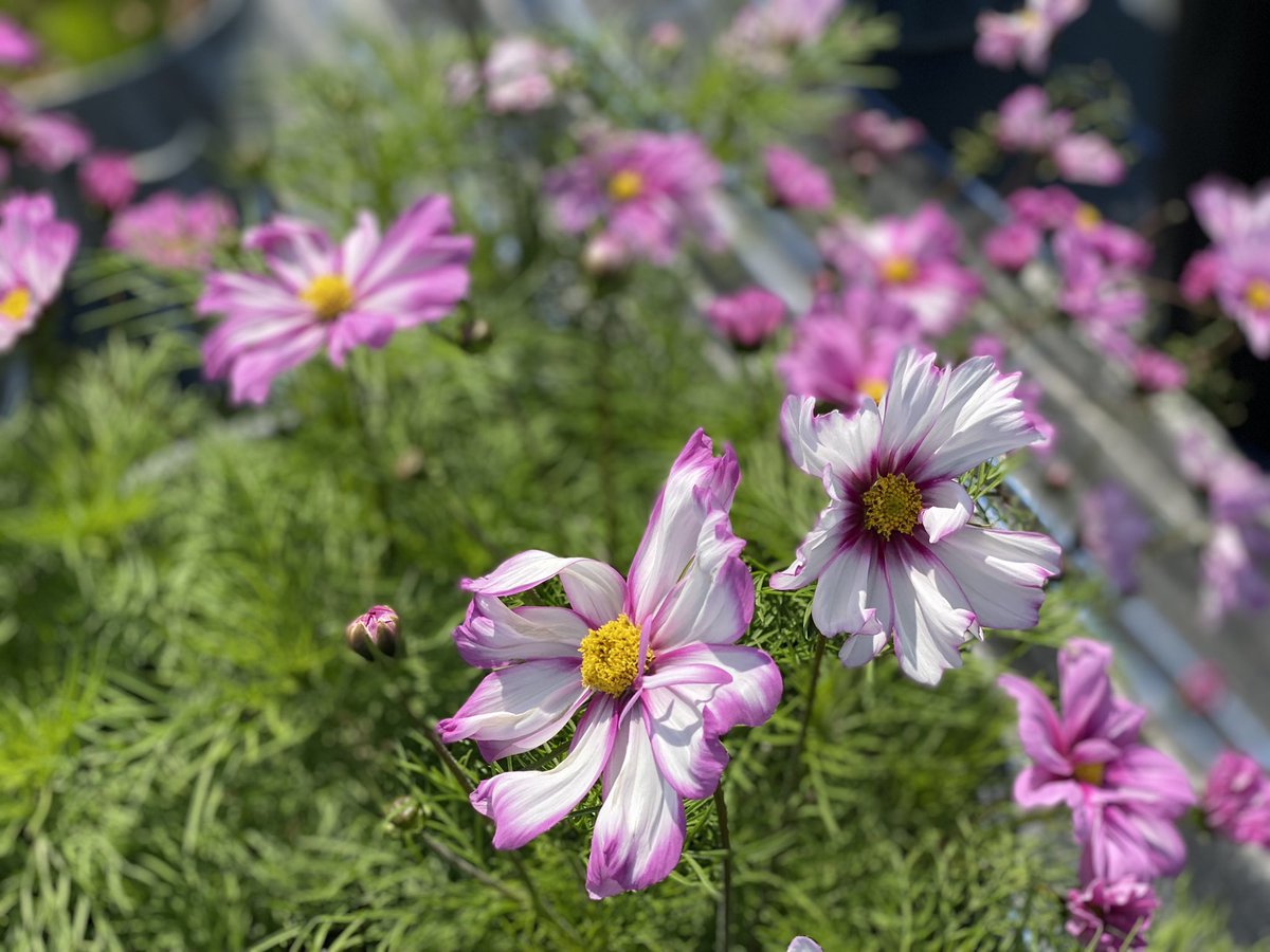 Jonathan Sheppard tweet media