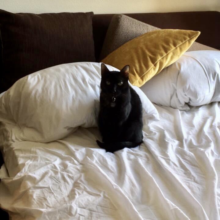 Albacore Tuna: We all know <a href="/Bugglesdacat/">Buggles D. Cat</a> does NOT want to celebrate her birthday getting cuddles and kisses and surrounded by her friends. She doesn’t have any. We wish you a Happy Birthday social distancing. #acrocats