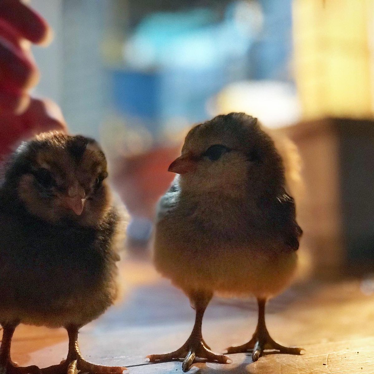 FourAcresVT's tweet photo. https://t.co/IVzGWYyktq check out the latest news at Four Acres! Below is a hint 😜#chickens #homestead #Vermont https://t.co/fa14UNIDBp