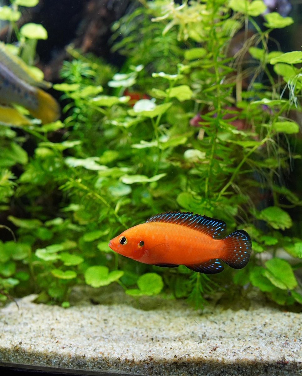AquariumFan's tweet photo. 🔥Umm, Can you say Glow Up?! This male Turkana Jewel is basically glowing orange. 🔥

#turkanajewels #africancichlid #plantedtank #aquascape #aquarium #aquarium_fan https://t.co/fYTK2BjAH4