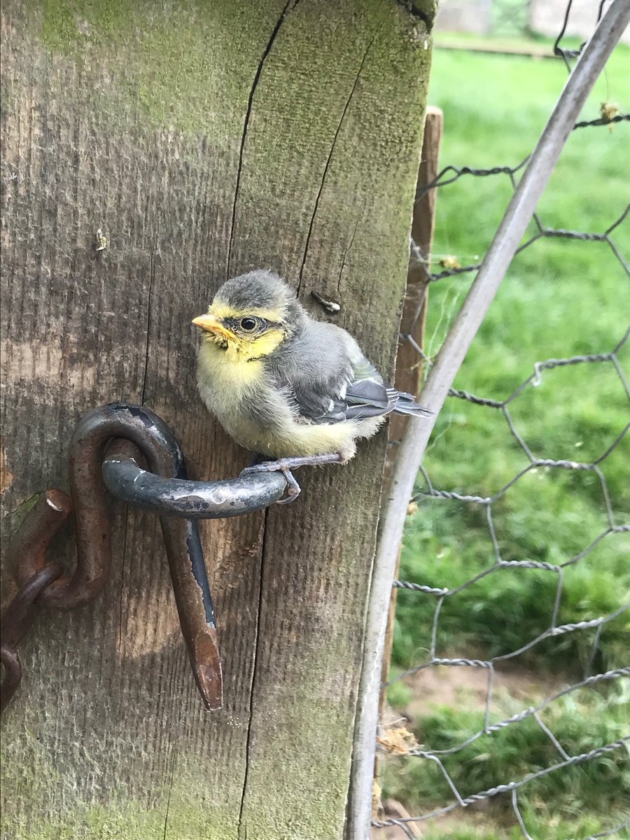 StayatThornton's tweet photo. Baby bird learning to fly from our duck field gate https://t.co/ErX3WgQHv8