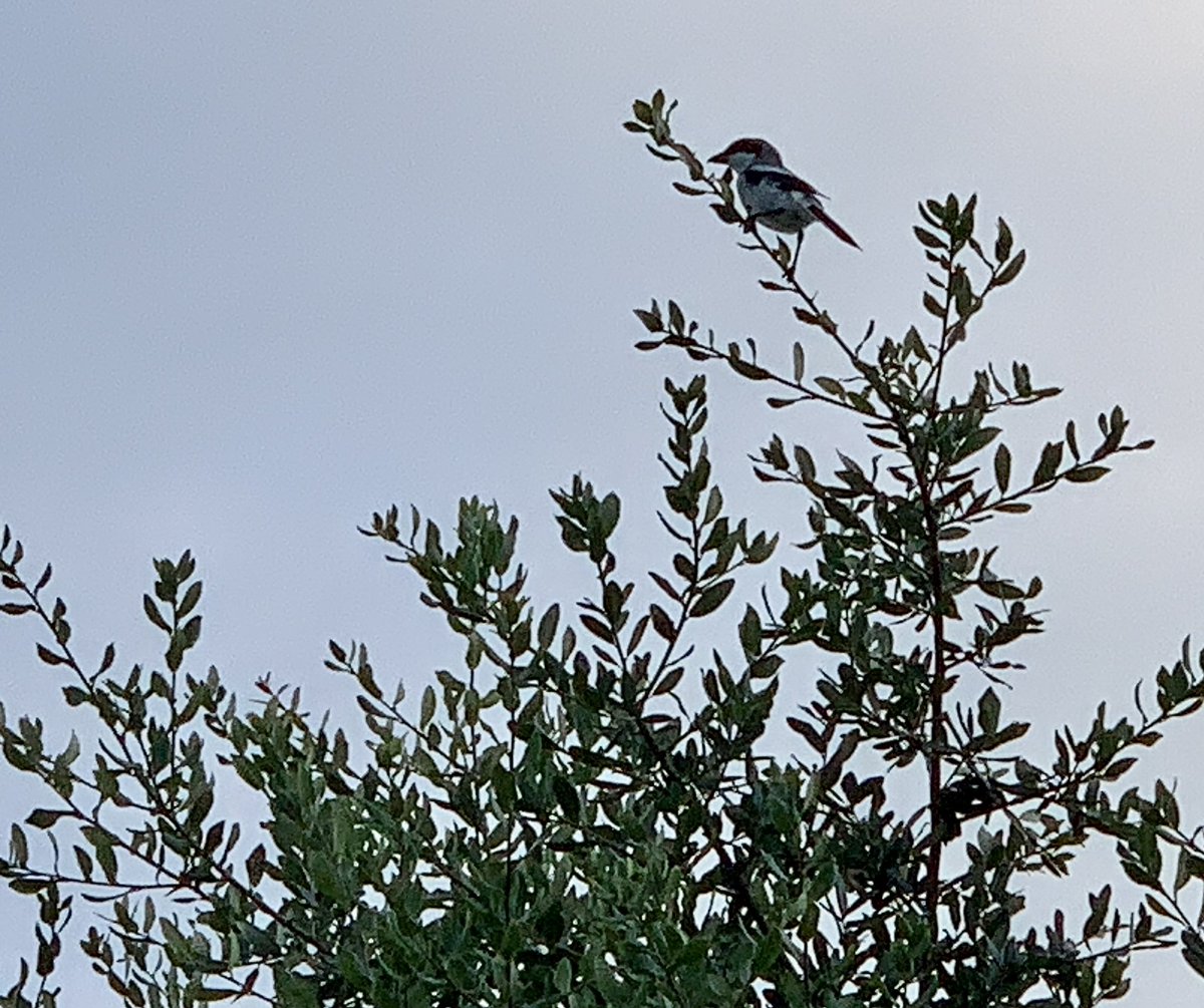 Good morning! This loggerhead shrike was tweeting away - perhaps warning me of the #alligator 🐊 in the nearby pond. While I understand food chains, I don’t care to witness it in person. 😳 #loggerheadshrike #birds #birdphotography #naturephotography #nature #natureshots