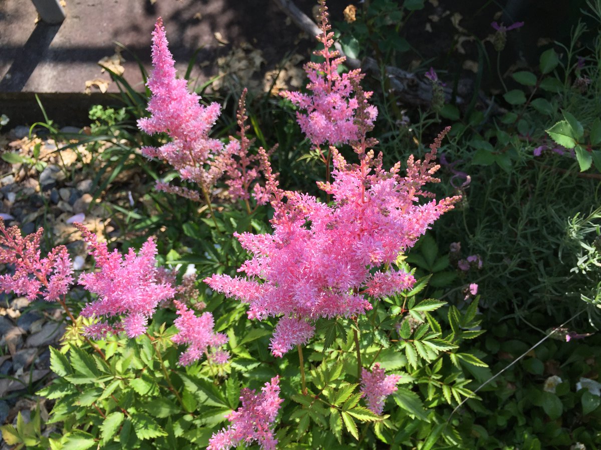 アスチルベ Twitter Search