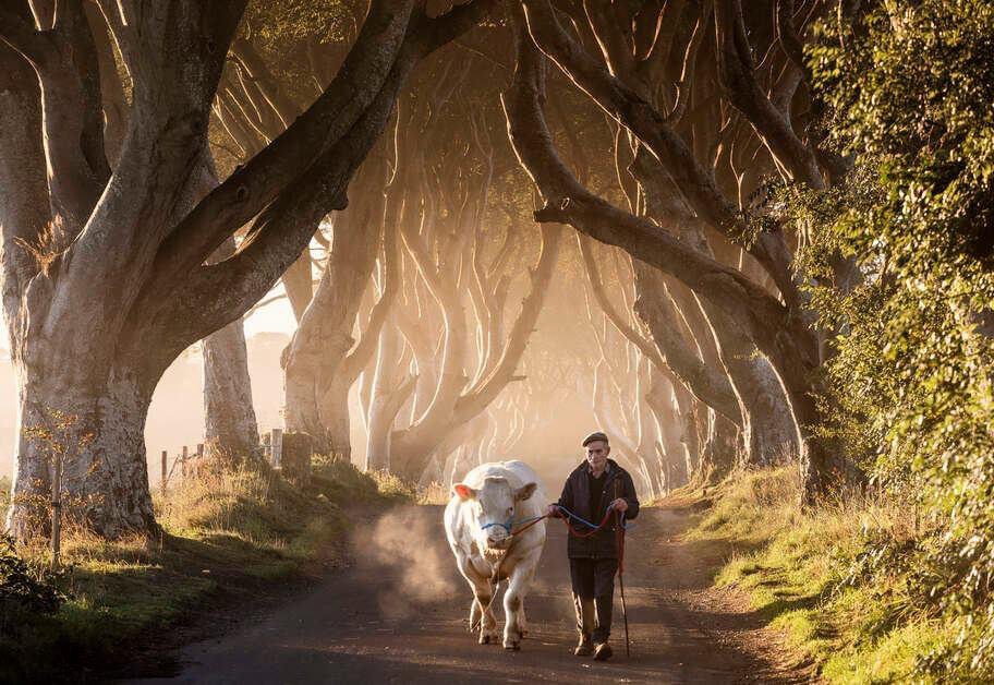 WildRoverTours's tweet photo. Something wicked this way comes....

or

maybe just something fluffy this way comes 😅

The spookiest and also most photographed phenomena in Northern Ireland, the #darkhedges 

Photo credit;
Courtesy of Tourism Northern Ireland

#NorthernIreland #GameofThrones #spooky https://t.co/LsFjbLObau