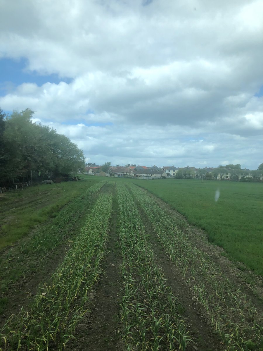 Alex Peace tweet media