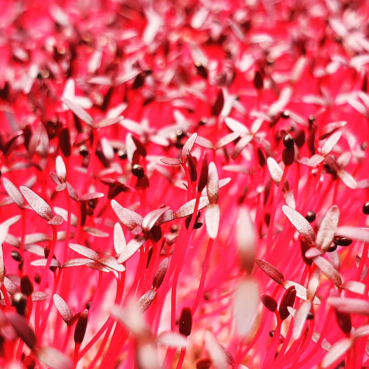 Amaranth microgreens