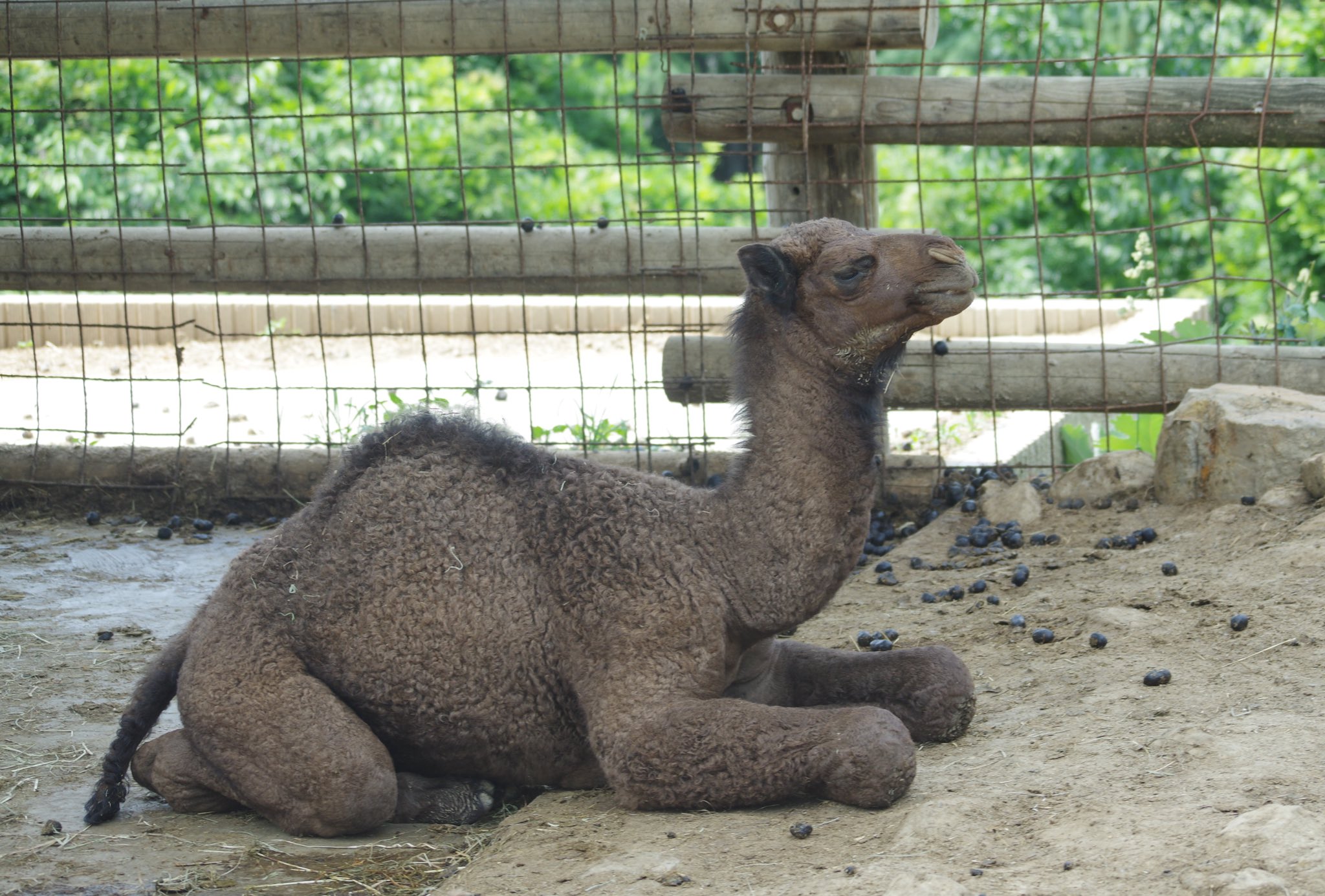 Zooライダー 先月生まれたラクダの赤ちゃん デビューしてます お名前はまだ未定との事 ヒトコブラクダ 群馬サファリパーク T Co 8ds6fswvq0 Twitter