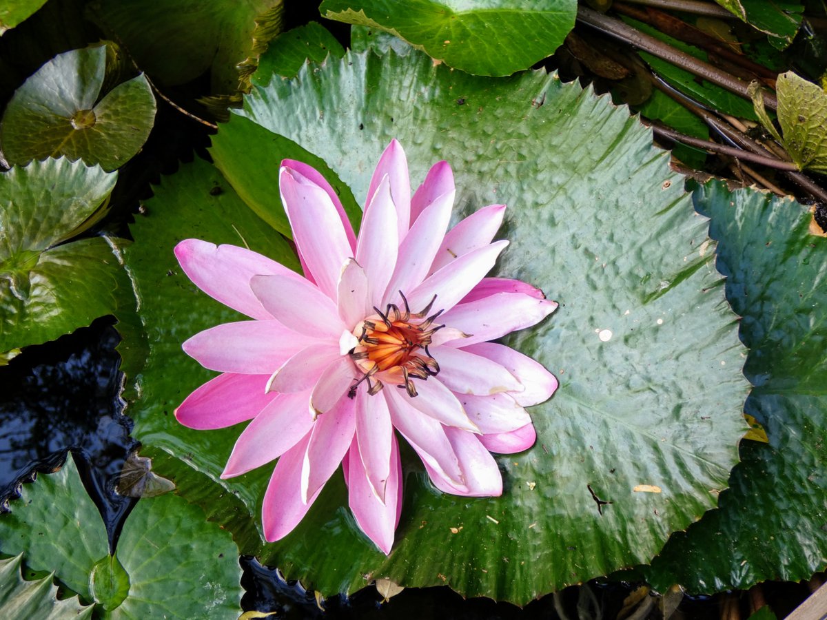 ✨ Magnifiques Nymphéas du jardin ! ✨

Nous nous préparons à la réouverture ... Le jardin va être plus beau que jamais ! 😍💗

Vous pouvez d'ores et déjà réserver votre ticket d'entrée sur : 
jardindebalata.fr 

A très vite ! 

#jardindebalata #balata #martinique