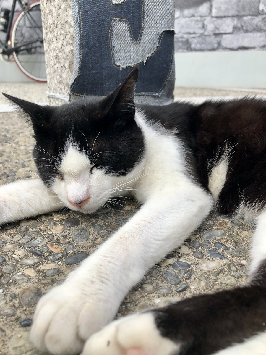 RSumanami's tweet photo. ねこさん https://t.co/GYP8Qi5OJF