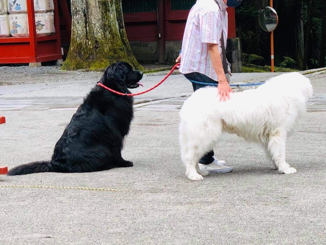 グレート ピレニーズ Twitter Search