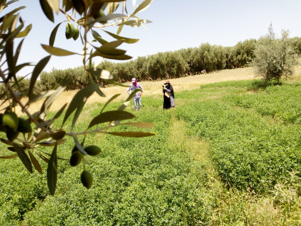 AtlasHigh's tweet photo. The #HAF team continues to monitor the #development of the trees planted here. On June 1, we visited 23 parcels of land and monitored 1,353 olive and almond #trees. Soon, we will complete our #tree_monitoring mission in Settat province and move on to the next adventure. https://t.co/2sjbDvl55q