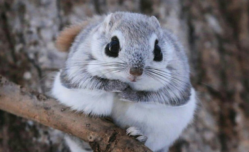You've made it half-way through the week!

As a reward, here's a picture of a Japanese flying dwarf squirrel: