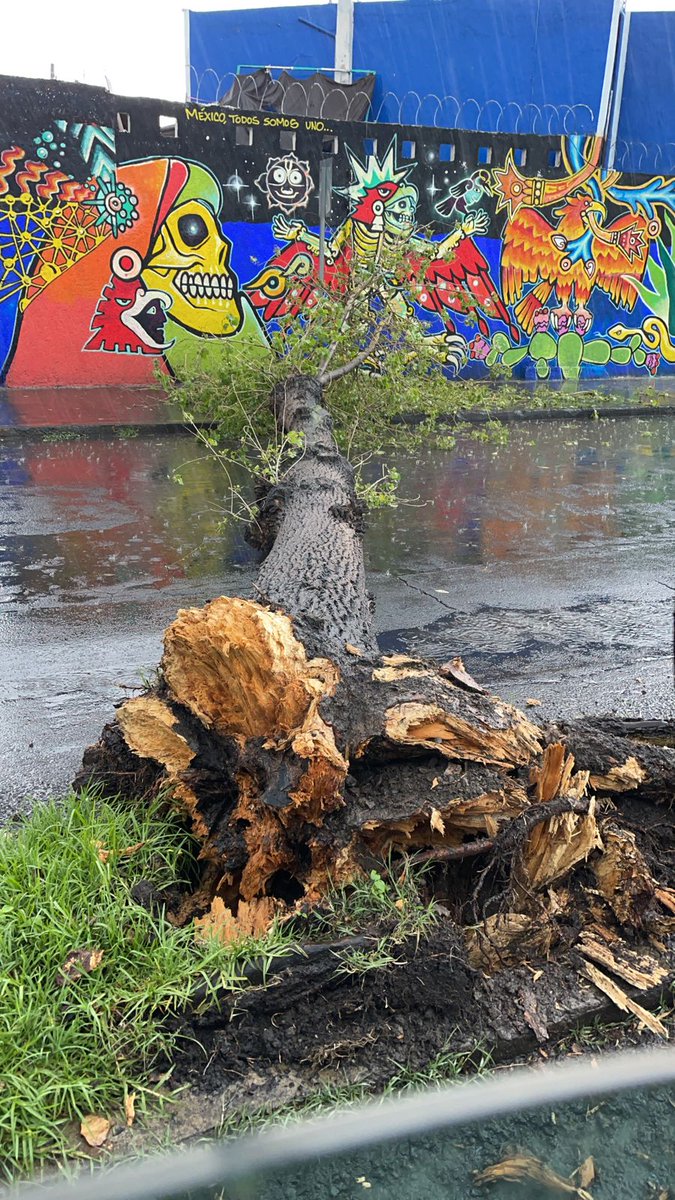 CMaestroFederal's tweet photo. La Mesa Directiva de la Colonia Maestro Federal, agradece a @PueblaAyto y a @InfraPue en el área Parques y Jardines por la pronta labor de retirar árbol caído sobre Gran Avenida y privada Gustavo P. Marh. https://t.co/XlY5LiJGus