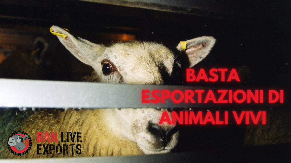 Oggi è il giorno per parlare a nome dei milioni di animali allevati a scopo alimentare trasportati ogni anno su lunghe distanze. Diciamo BASTA! #BanLiveExports #StopTrasportoAnimaliVivi