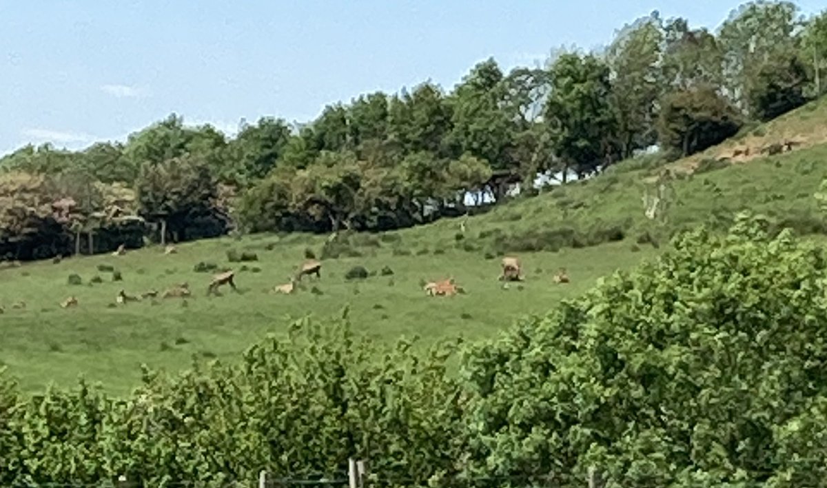 seandunderdale's tweet photo. As Stealers Wheel almost sang:  Deers to the left of me, Lincoln Longwools to the right. Stuck in the middle with Ewe! https://t.co/CnRS2z9FTA