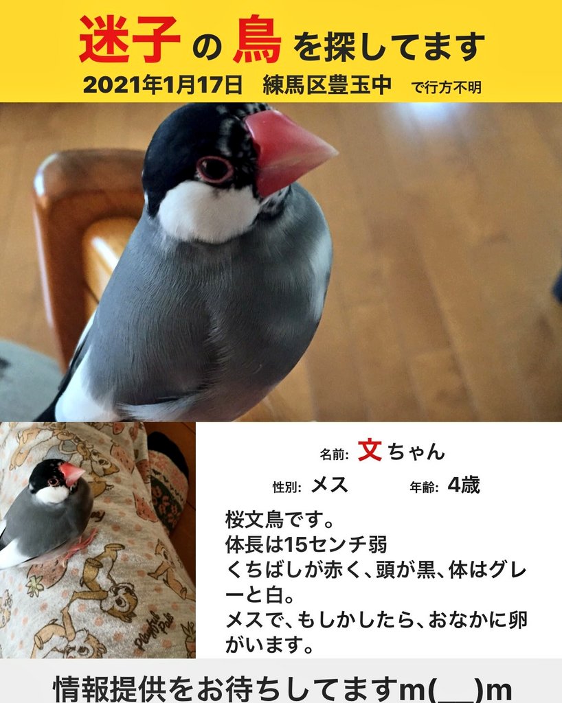 猫社長 拡散希望 よろしくお願いします 迷子文鳥 迷子鳥 名前 文ちゃん 桜文鳥 メス 4歳 体長15cm弱 くちばし 赤色 頭 黒色 体 グレー色と白色 お腹に卵 練馬区豊玉中 から迷子 令和3年1月17日以降行方不明