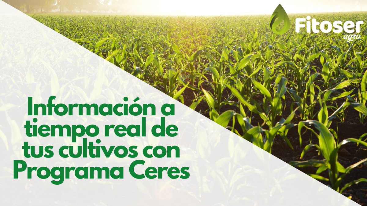 FitoserA's tweet photo. ¿Sabías que…? 🤔 Cada uno de los niveles de #ProgramaCeres2021 cuenta con acceso directo, a tiempo real a toda la información recopilada en sus #cultivos. 🌳 Cruzaremos tus datos con nuestro #BigData para conseguir soluciones estratégicas. 👏 https://t.co/weBq1w0pm8