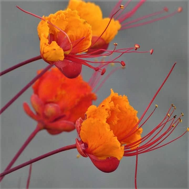 eConnection: Farewell to Deniese Estrada with Gratitude conta.cc/2TbJHWg