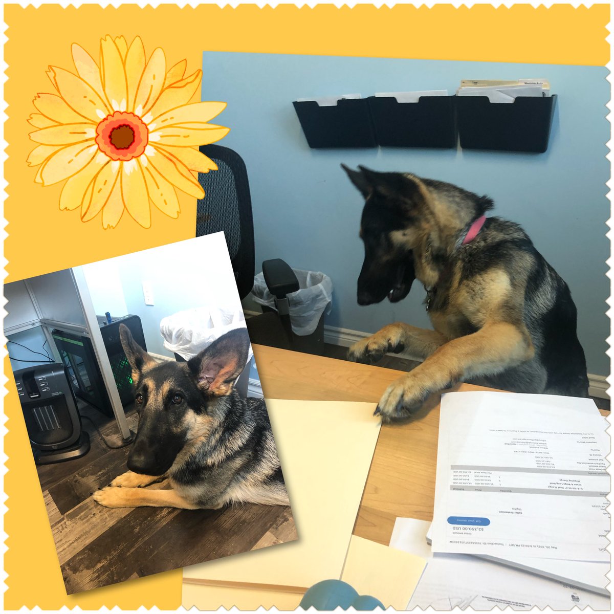 Looks like our new head of HR is settling in well on her first day.  She’s got her desk organized but has decided she likes to work on the floor. Welcome Bear to the <a href="/fairway_cafe/">Fairway Cafe</a> team. #itsadogslife #cantgetmadatthatface #workingdog
